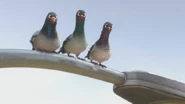 The three pigeons astonished