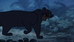 Bagheera walks away