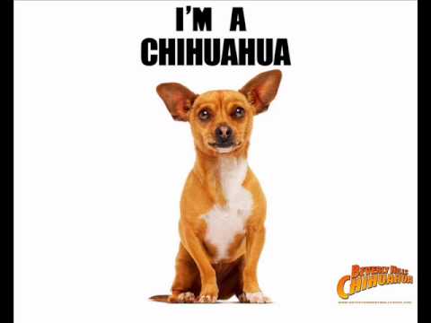 Chihuahua Disney Wiki Fandom