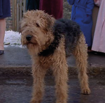 Airedale in 101 dalmatians sale