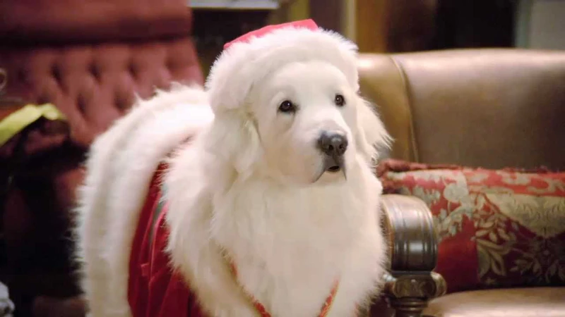 Santa Paws
