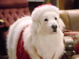 Santa Paws
