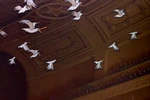Seagulls applauding at the Met for Willie's performance