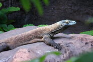 Disney-Animal-Kingdom-Komodo-Dragon-2