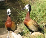 Whistlingduck1.jpg (53 KB) White-faced tree duck