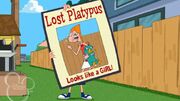 Lost Platypus