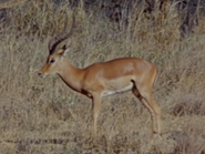 Impala (Aepyceros melampus)