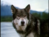 White Fang (character)