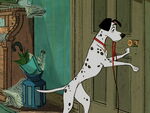 Pongo scratches a door