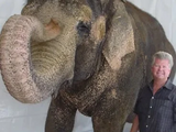 Tai la Elefante