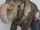 Tai la Elefante