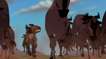 Shenzi biting at a wildebeest