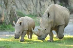 0820BZ 7152TA.jpg (1.38 MB) White rhinoceroses