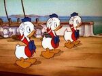 Huey, Dewey and Louie in "Sea Scouts"