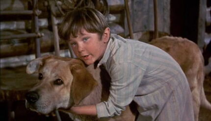 Old-yeller-disneyscreencaps.com-1336