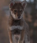 Whitefang1991720phdtvdd.jpg (92 KB) White Fang as a pup