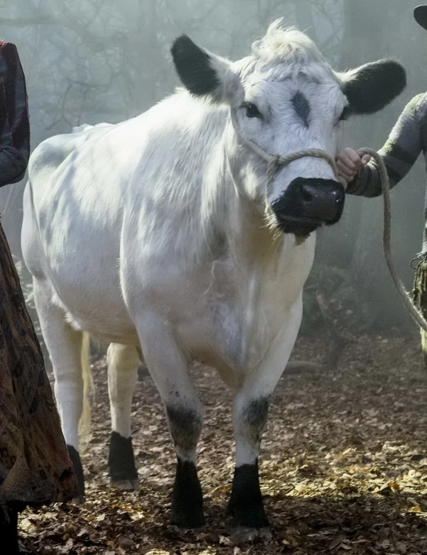 Milky White