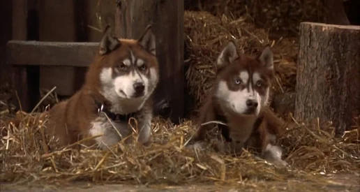 Snow-dogs-disneyscreencaps.com-4697