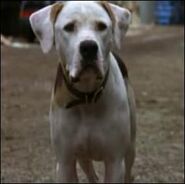 Chance (French dub) (Homeward Bound: The Incredible Journey)