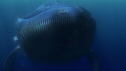 finding nemo whale uvula