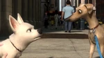 Bolt argues with some dogs he met on the street