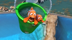 Marlin and Nemo in a bucket