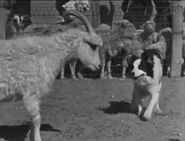 Arizona sheepdog herding2 360x275-opt