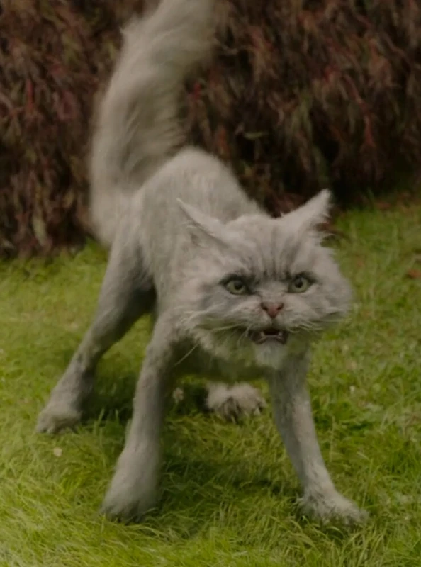 Mr. Klaus
