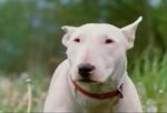 Bodger the Bull Terrier