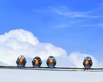 For the Birds 006