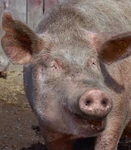 Char 69686.jpg (15 KB) Belinda (Air Buddies)