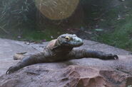 Disney-Animal-Kingdom-Komodo-Dragon