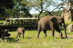 African elephants