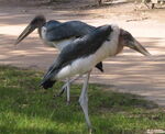 Marabou storks