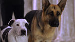 Delgado with Pedro at the dog show