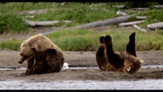 Disneynature-bears-3