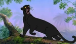 Bagheera hearing something