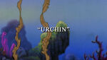 Urchin1