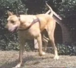 Coyotedane2.jpg (7 KB)