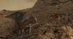 Dinosaur-disneyscreencaps com-2775.jpg (371 KB)