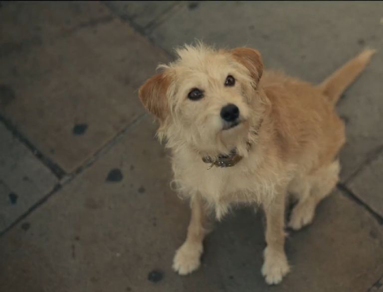 Buddy (Cruella) Disney Wiki Fandom