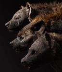 Florence Kasumba, Keegan-Michael Key, and Eric Andre as Shenzi, Kamari, and Azizi