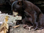 Neewa encountering a couple goose chicks at a pond