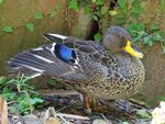 Yellow-billed duck