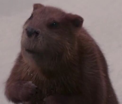 MrBeaver