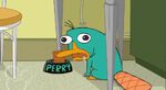 Perry eating