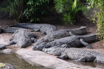 Disney-Animal-Kingdom-Crocodiles-7948.jpg (5.04 MB) Nile crocodiles
