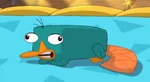 Perry chattering in Phineas and Ferb the Movie: Across the 2nd Dimension