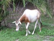 Scimitar-horned oryx