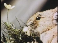 Tlav1-07.jpg (12 KB)